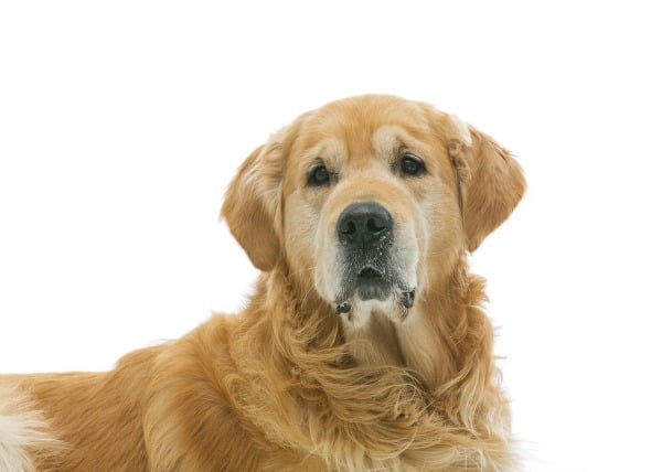 Cáncer de huesos (Hemangiosarcoma) en perros