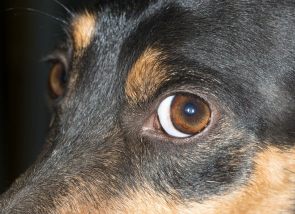 Degeneración de la córnea en los perros