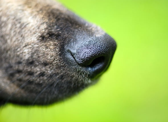 Enfermedades de la piel de la nariz en los perros