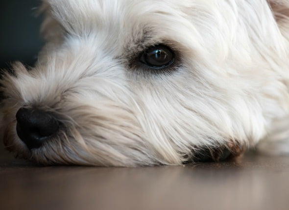 Síndrome del ojo seco en perros