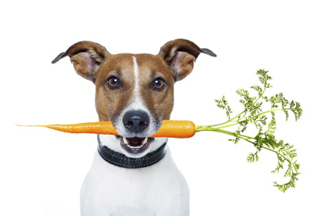 ¿Las zanahorias mejoran naturalmente la visión de su perro?