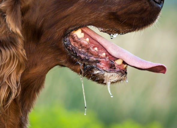 Producción excesiva de saliva en los perros