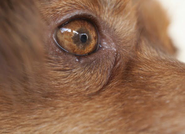 Desplazamiento de los ojos en los perros