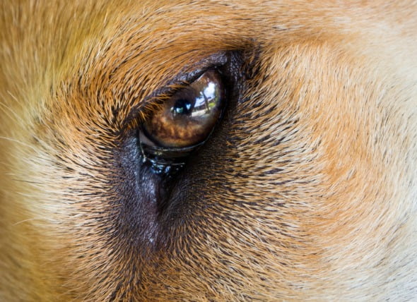 Infección ocular en perros recién nacidos