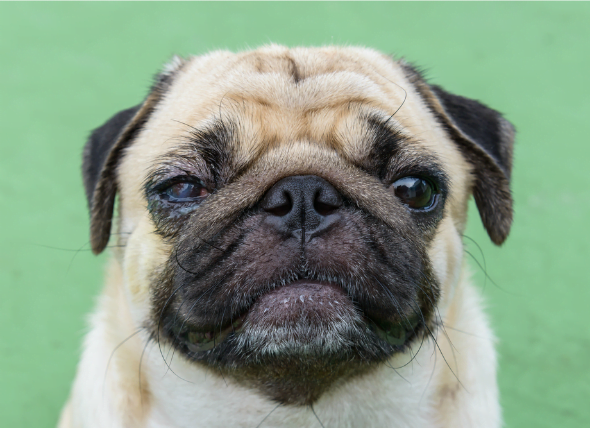 Lesiones oculares en perros
