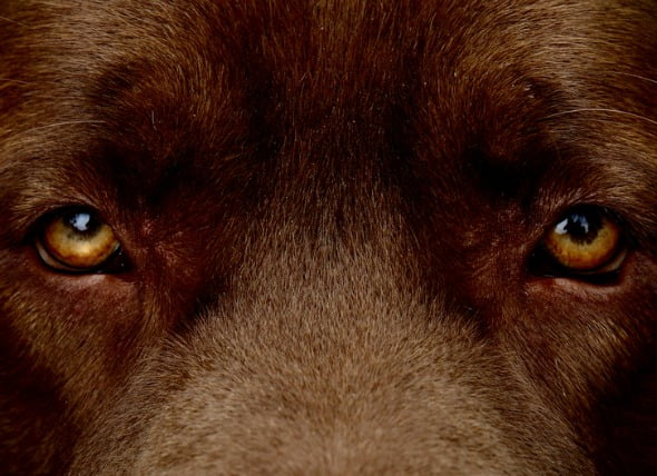 Úlcera ocular en los perros