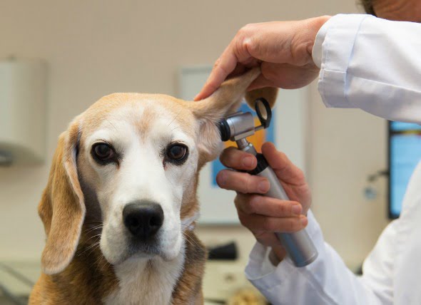 Hematoma de oído en perros