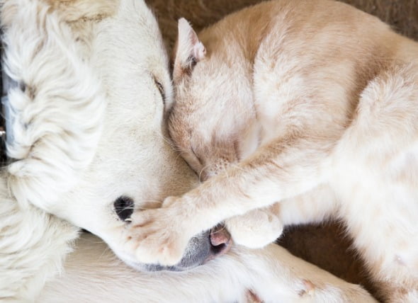 7 señales sutiles de cáncer en mascotas que la mayoría de los padres de mascotas pasan por alto