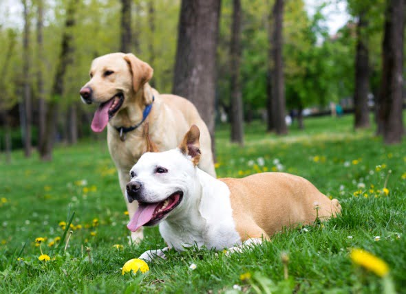9 maneras de evitar que las pulgas muerdan a tu perro, desde el champú antipulgas hasta las aspiradoras