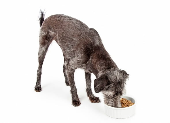 Aumento del apetito en los perros