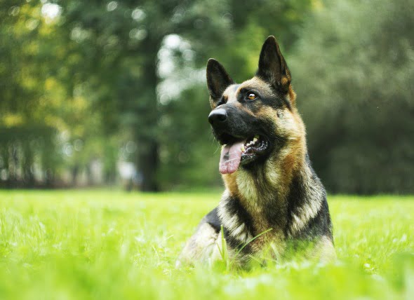 Cáncer de corazón (Hemagiosarcoma) en perros