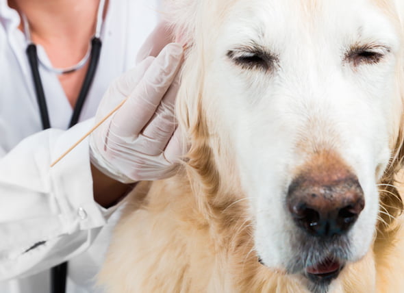 Cómo deshacerse de los ácaros del oído en los perros