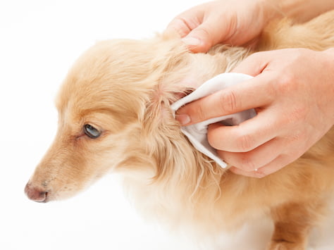 Cómo tratar los ácaros del oído en los perros