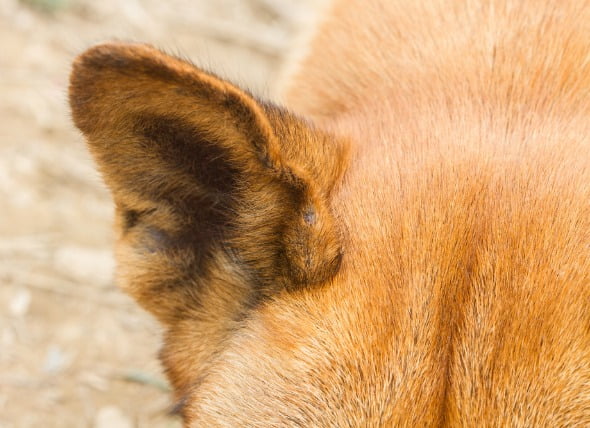 Inflamación del oído medio y del canal auditivo externo en los perros