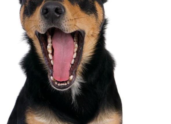 La inflamación de los tejidos blandos de la boca de los perros