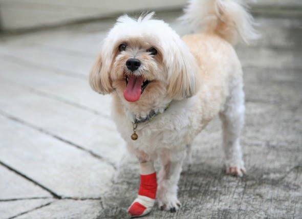 Lesión en la pierna delantera de los perros
