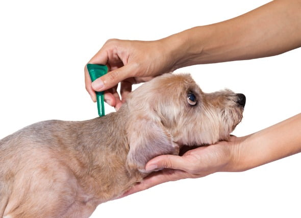 Medicina para pulgas y garrapatas Envenenamiento en perros