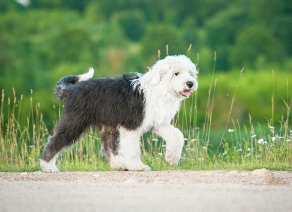Retención de fluidos e hinchazón de tejidos debido a la acumulación de linfa en los perros