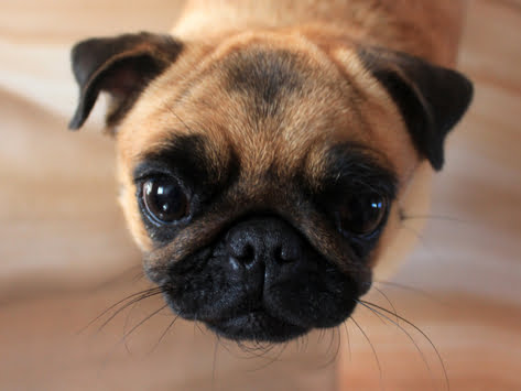 ¿Es la nariz seca un signo de enfermedad en los perros?