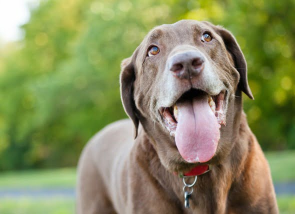 Cáncer de boca (Amelobastoma) en perros