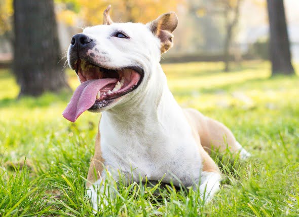 Cáncer de garganta (Condrosarcoma) en perros