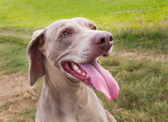 Cáncer de lengua (carcinoma de células escamosas) en perros