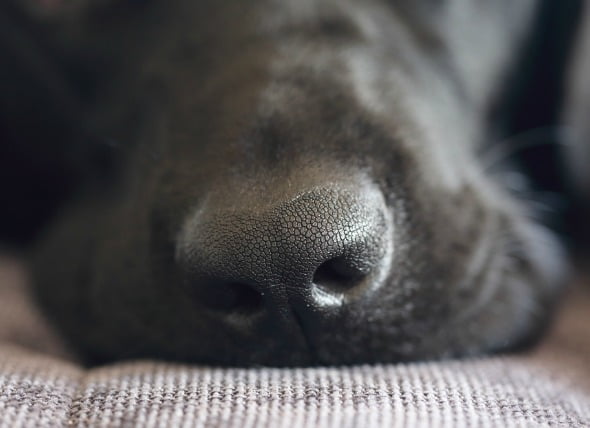 Cáncer de nariz (adenocarcinoma) en perros
