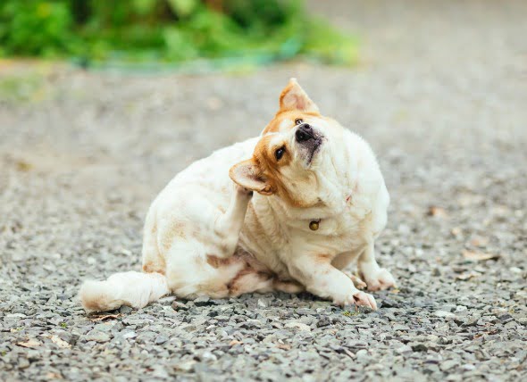 Cáncer de piel (Linfoma epidérmico) en perros