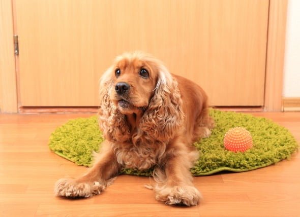 Cáncer de piel (tumor de células basales) en perros