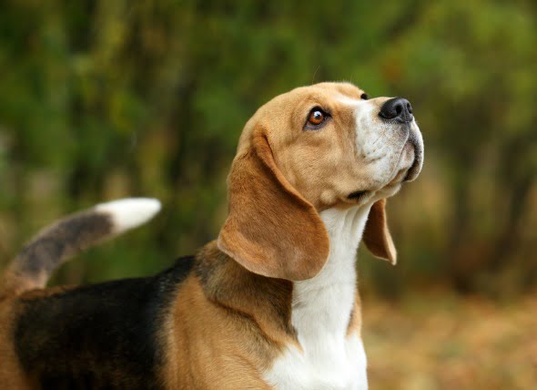 Cáncer de tiroides (adenocarcinoma) en perros