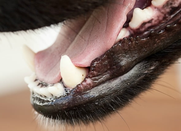 Cavidad de Pus que se forma debajo de los dientes en los perros