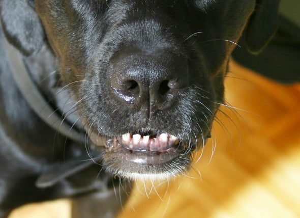 Dislocación de dientes o pérdida repentina en perros