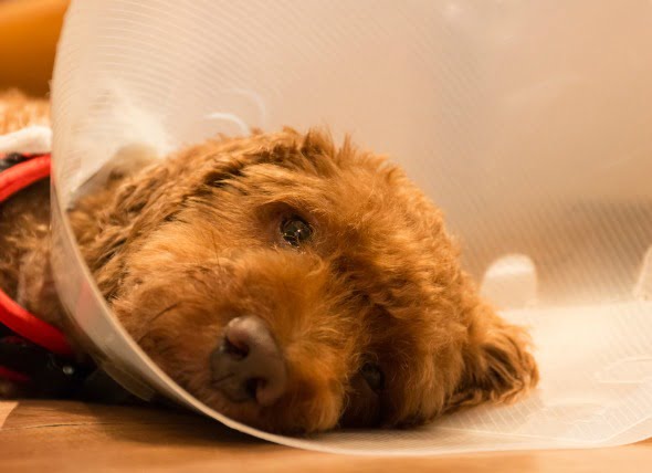 Dolor (agudo, crónico y postoperatorio) en perros
