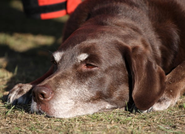 El cáncer de hígado en los perros: síntomas, tratamiento y esperanza de vida