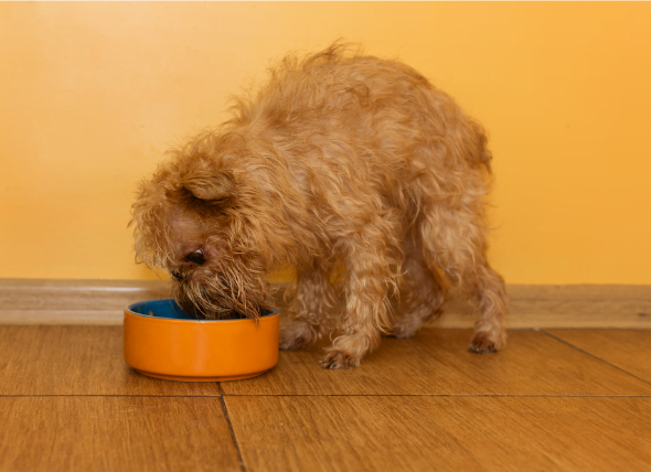 Enfermedades de la piel debido a alergias alimentarias en los perros