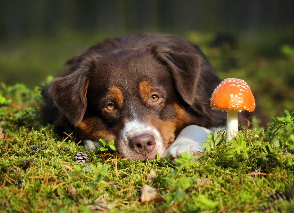 Envenenamiento por hongos en perros