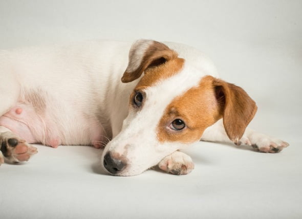 Fallo hepático (agudo) en perros