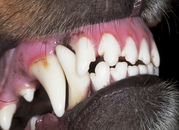 Fractura de dientes en perros