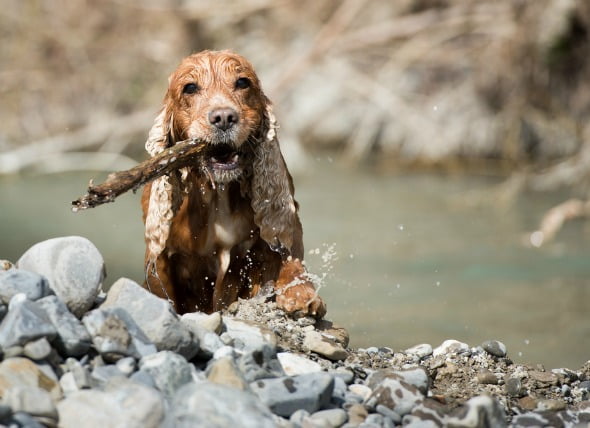 Infección por moho de agua (Pitósis) en perros