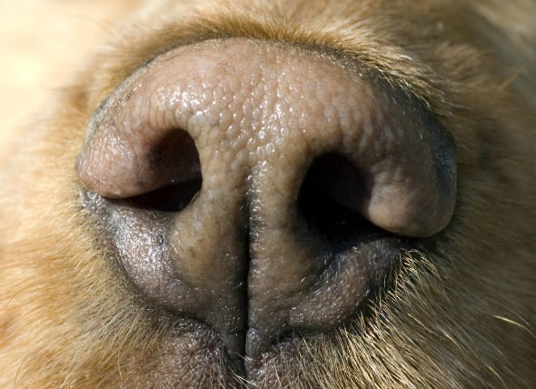 Inflamación de la nariz y los senos nasales en los perros