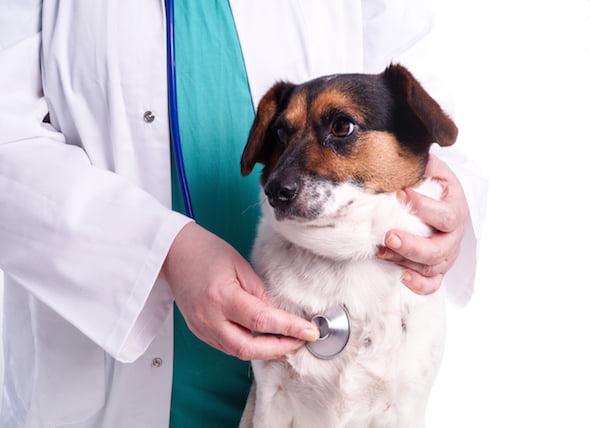 Inflamación de los ganglios linfáticos (linfadenopatía) en perros