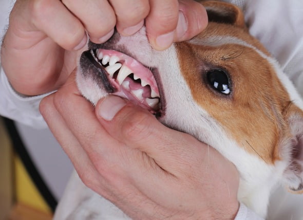 Inflamación y úlceras bucales (crónicas) en perros