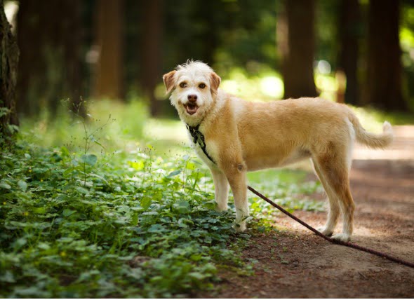 La enfermedad de Lyme en los perros: síntomas y tratamiento