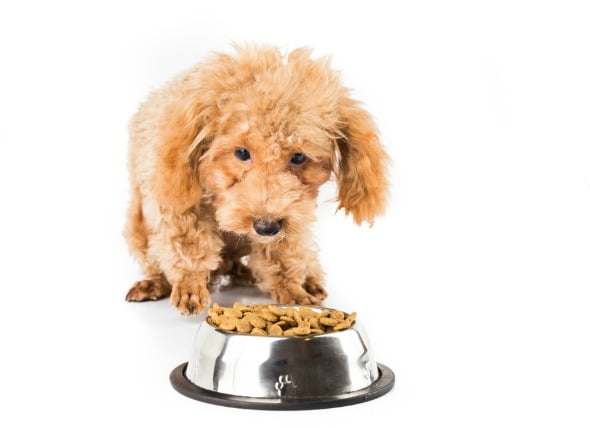 La falta de enzimas digestivas en los perros