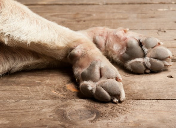 La inflamación de la piel en las patas de los perros