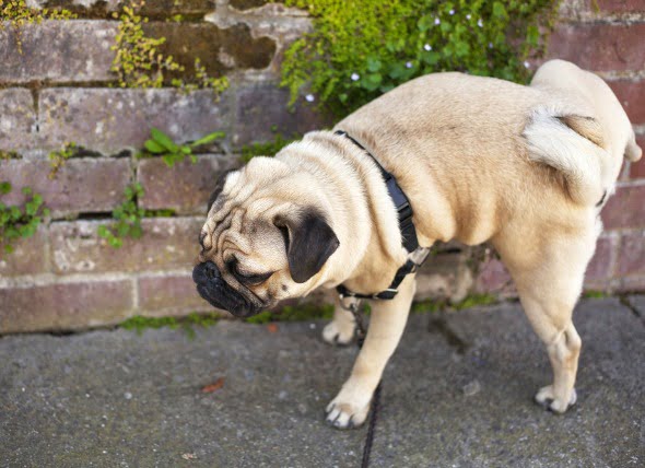Obstrucción del tracto urinario en perros