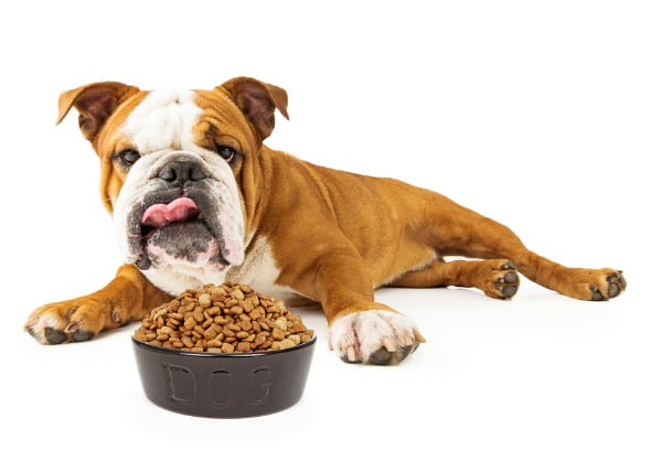 Pérdida de apetito en los perros