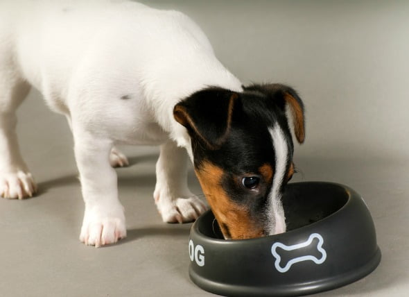 Reducción de la actividad del estómago en los perros