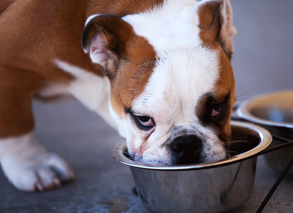 Síntomas de envenenamiento por plomo en las mascotas