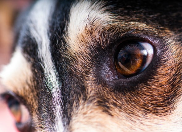 Tamaño desigual de las pupilas en los perros
